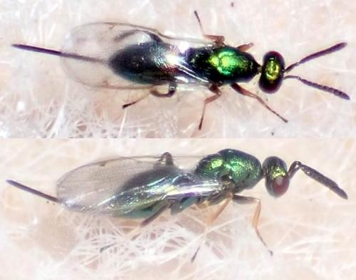 Torymus janetiellae
